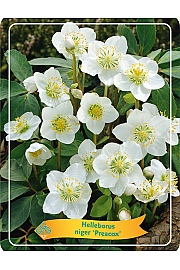 Helleborus Niger Preacox Ø11