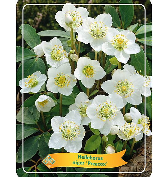 Helleborus Niger Preacox Ø11