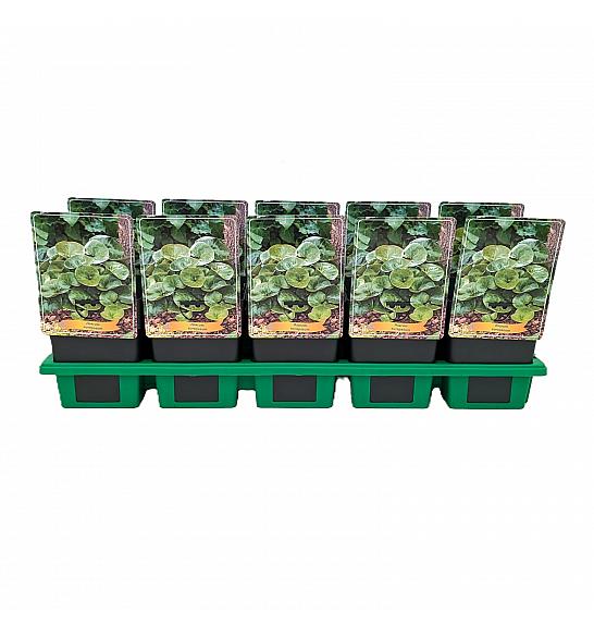 Asarum Europaeum Ø11