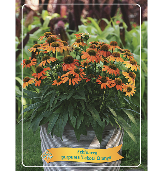 Echinacea Lakota Orange Ø11