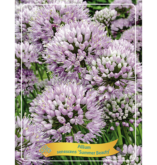 Allium senescens Summer beauty Ø11