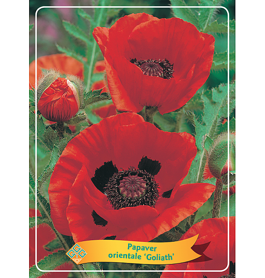 Papaver orientale Goliath Ø11