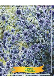 Eryngium Victory Blue Ø11