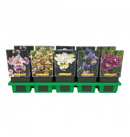 Iris sibirica mix Ø11