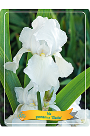 Iris germanica Glacier Ø11