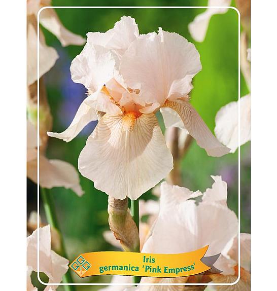 Iris germanica Pink Empress Ø11