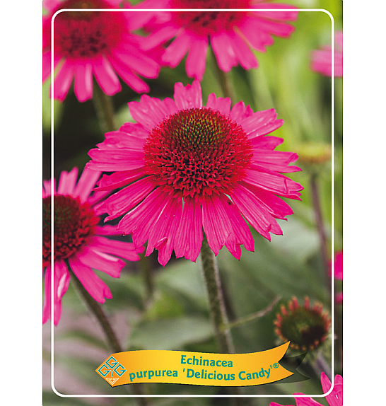 Echinacea Delicious Candy Ø11