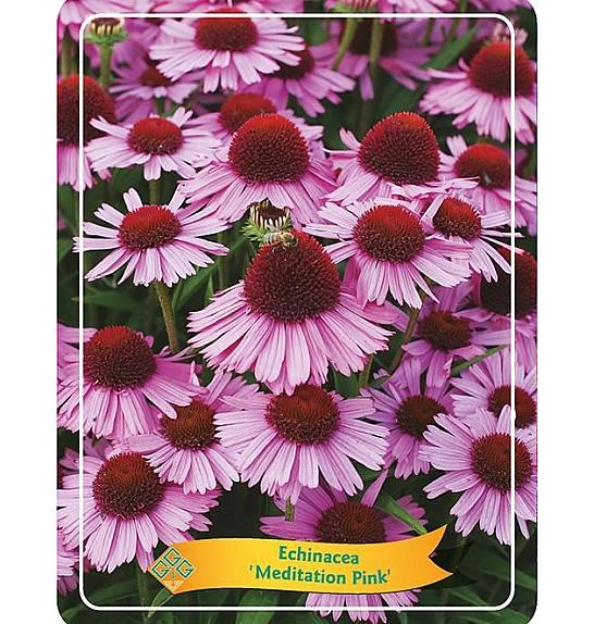 Echinacea Meditation Pink Ø11