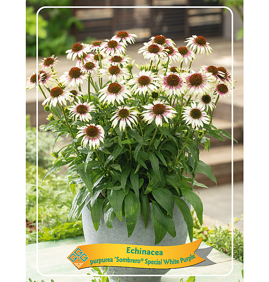 Echinacea Sombrero® Special White Purple Ø11