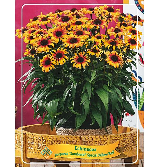 Echinacea Sombrero® Special Yellow RedØ11