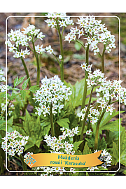 Mukdenia Karasuba Ø11