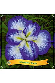 Iris ensata Gusto C5 Lit.