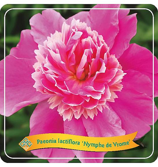 Paeonia lactiflora Nymphe de Vrome C5 Lit.