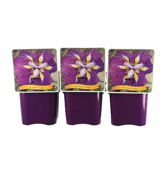Iris ensata Loyalty C5 Lit.