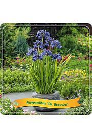 Agapanthus Dr. Brouwer C5 Lit.