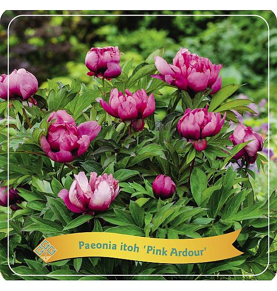 Paeonia itoh Pink Ardour C5 Lit.