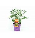 Buddleja d. Trippy Pink® C3 Lit. 35-55 cm