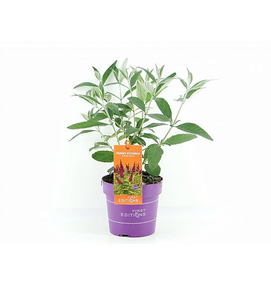 Buddleja d. Trippy Pink® C3 Lit. 35-55 cm