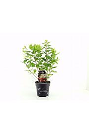 Hydrangea arb. Flower Wow C3 Lit. 30/+ cm
