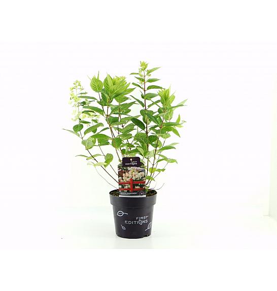 Hydrangea arb. Flower Wow C3 Lit. 30/+ cm