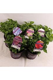 Hydrangea macrophlla Forever&Ever® Mix C5 Lit. 30-40 cm