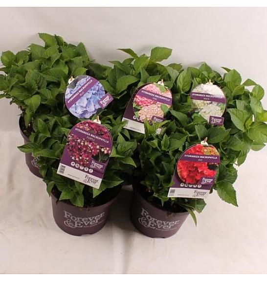 Hydrangea macrophlla Forever&Ever® Mix C5 Lit. 30-40 cm