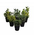 Euonymus Ø9 cm