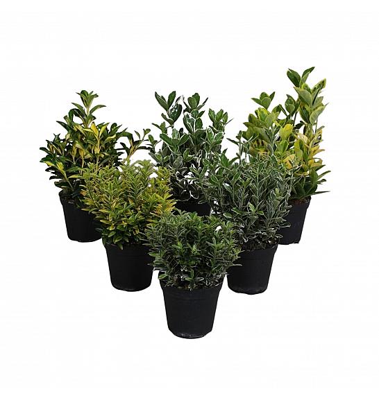 Euonymus Ø9 cm