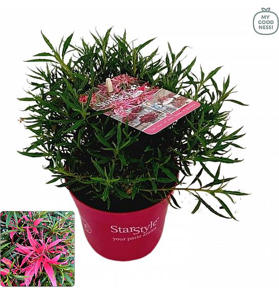 Azalea japonica Starstyle ® Pink Ø10,5 cm