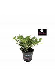 Rhododendron Bloombux ® Light Pink Ø10,5 cm