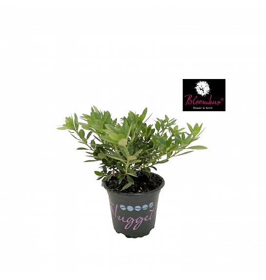 Rhododendron Bloombux ® Light Pink Ø10,5 cm