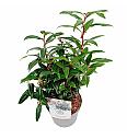 Sarcococca hookeriana Winter Gem ® C2 Lit. 20 cm