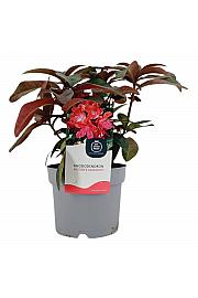 Rhododendron Moser's Maroon C2 Lit. 30-35 cm