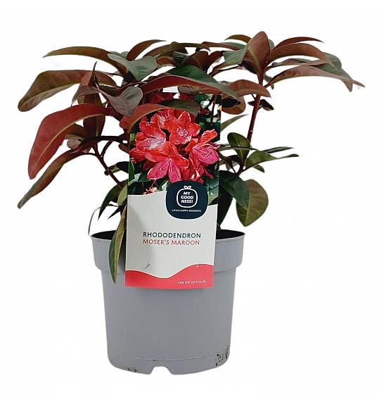 Rhododendron Moser's Maroon C2 Lit. 30-35 cm