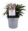 Buddleja davidii Butterfly Candy Little Lila ® C3 Lit 25-30 cm
