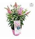 Buddleja davidii Butterfly Candy Little Pink ® C3 Lit 25-30 cm