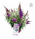 Buddleja davidii Butterfly Candy Little Purple ® C3 Lit 25-30 cm
