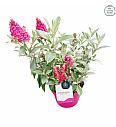 Buddleja davidii Butterfly Candy Little Ruby ® C3 Lit 25-30 cm