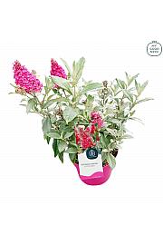 Buddleja davidii Butterfly Candy Little Ruby ® C3 Lit 25-30 cm