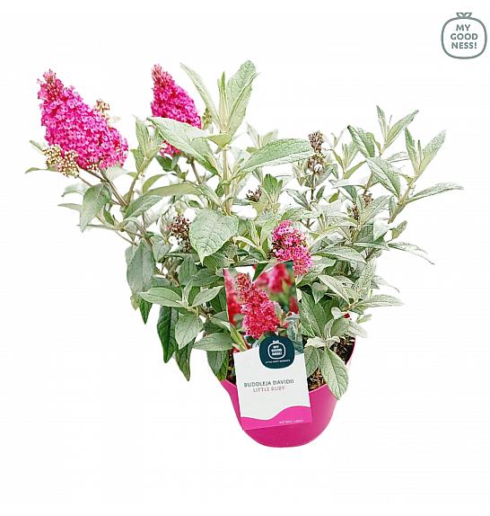 Buddleja davidii Butterfly Candy Little Ruby ® C3 Lit 25-30 cm