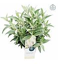 Buddleja davidii Butterfly Candy Little White ® C3 Lit 25-30 cm