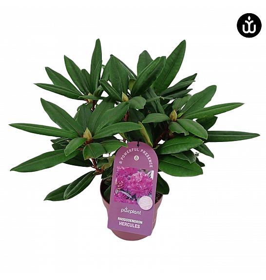 Rhododendron PWR Plant Hercules C2 Lit. 30-35 cm
