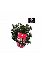 Rhododendron Bloombux ® Magenta C2 Lit. 20-30 cm