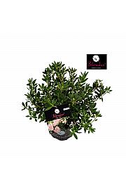 Rhododendron Bloombux ® Light Pink C2 Lit. 20-30 cm