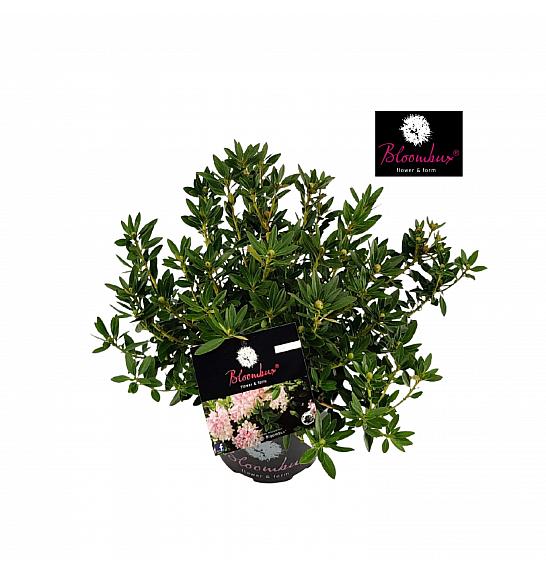Rhododendron Bloombux ® Light Pink C2 Lit. 20-30 cm