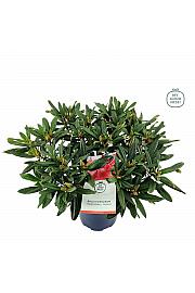 Rhododendron hybrid Tortoiseshell Orange C5 Lit. 40-50 cm