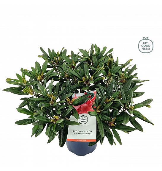 Rhododendron hybrid Tortoiseshell Orange C5 Lit. 40-50 cm