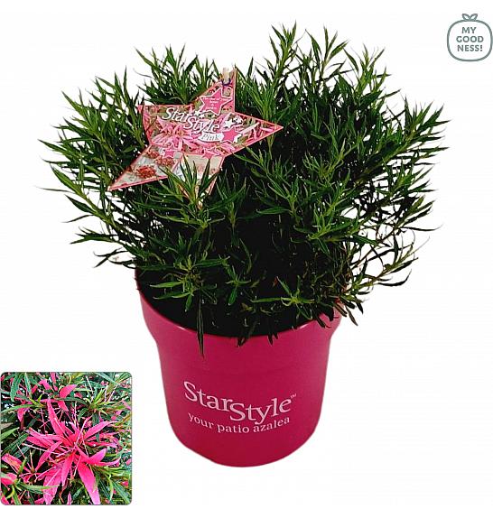 Azalea japonica Starstyle ® Pink C3 Lit. 30 cm
