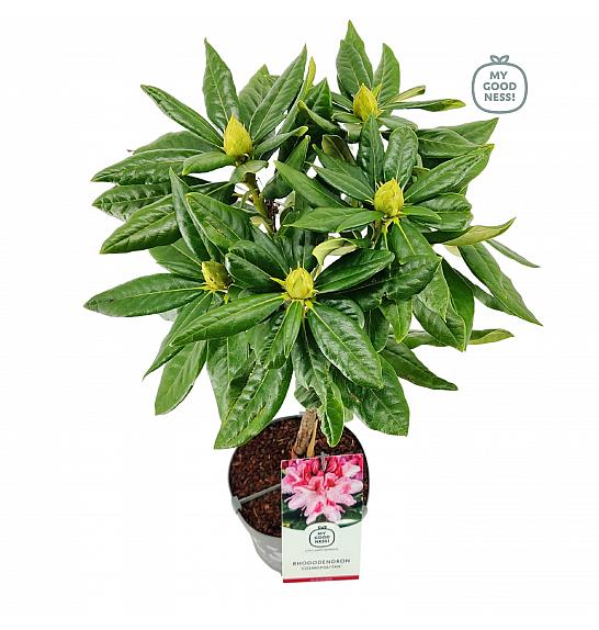 Rhododendron Graziella C3 Lit. Na steblu 30 cm