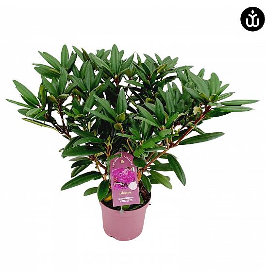 Rhododendron PWR Plant Hercules C5 Lit. 40-50 cm